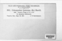 Coleosporium ipomoeae image